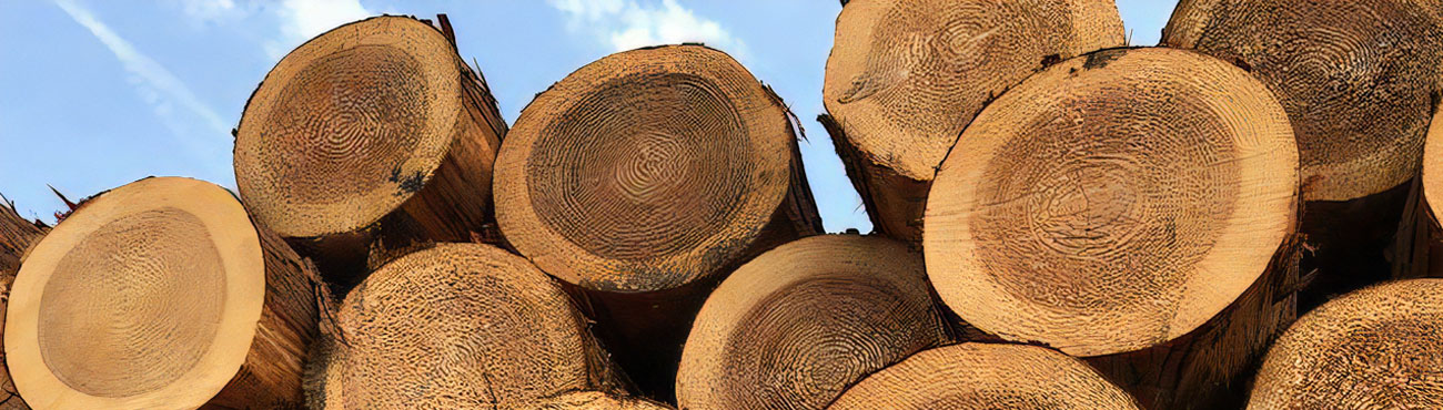 A pile of logs