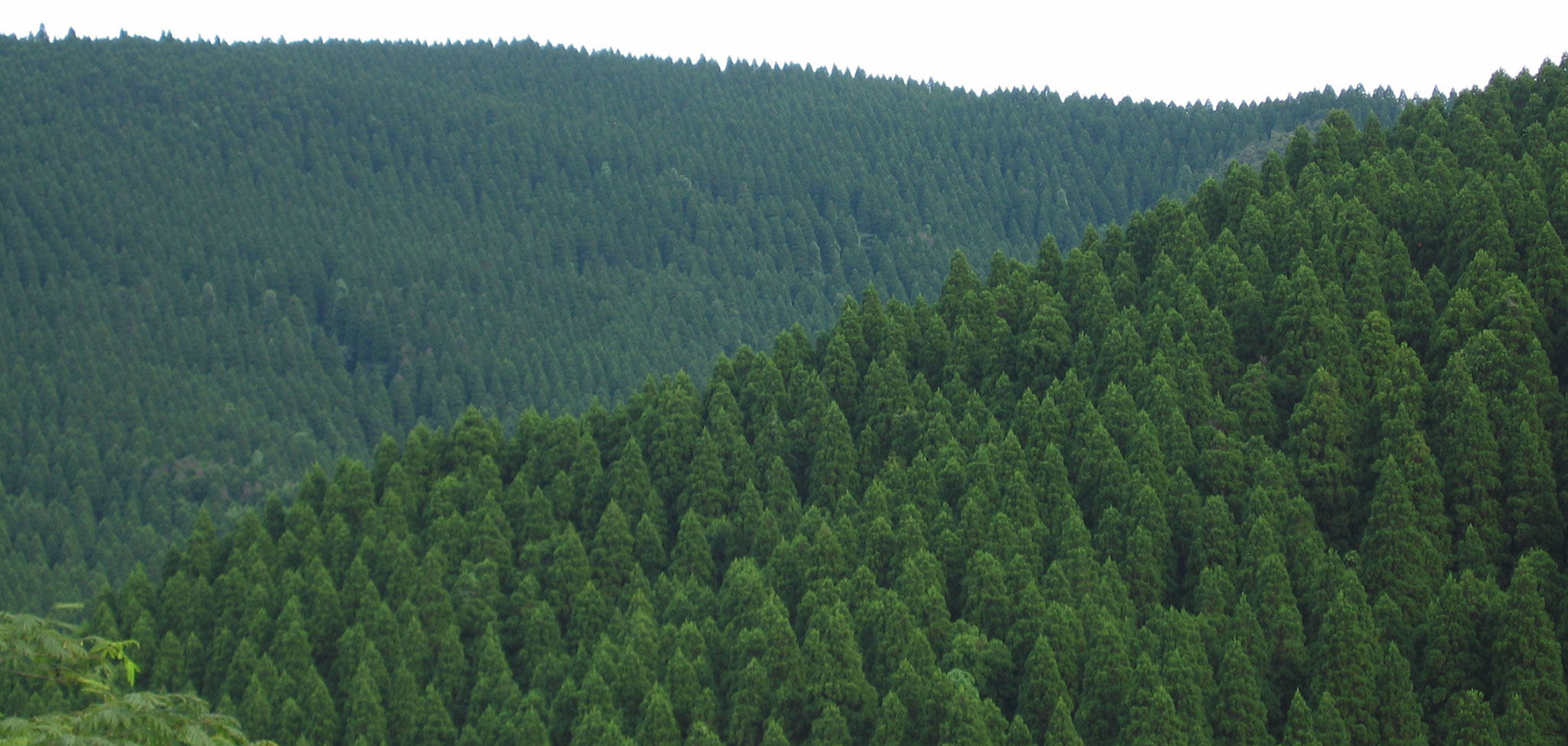 Obisugi forest landscape