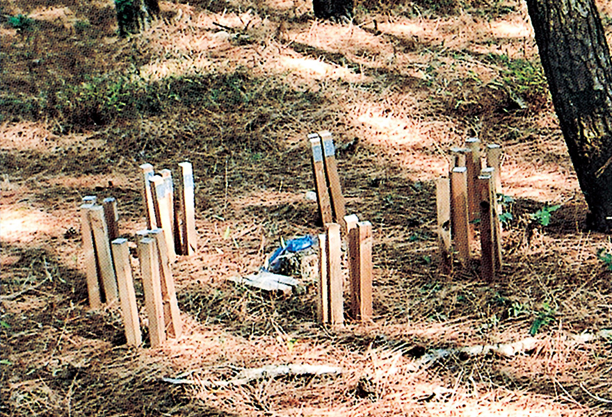 Field exposure test in a pine forest (Field Exposure Test)
