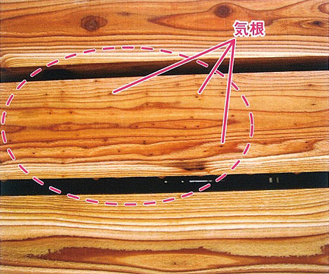 Example of aerial roots seen in Obi cedar