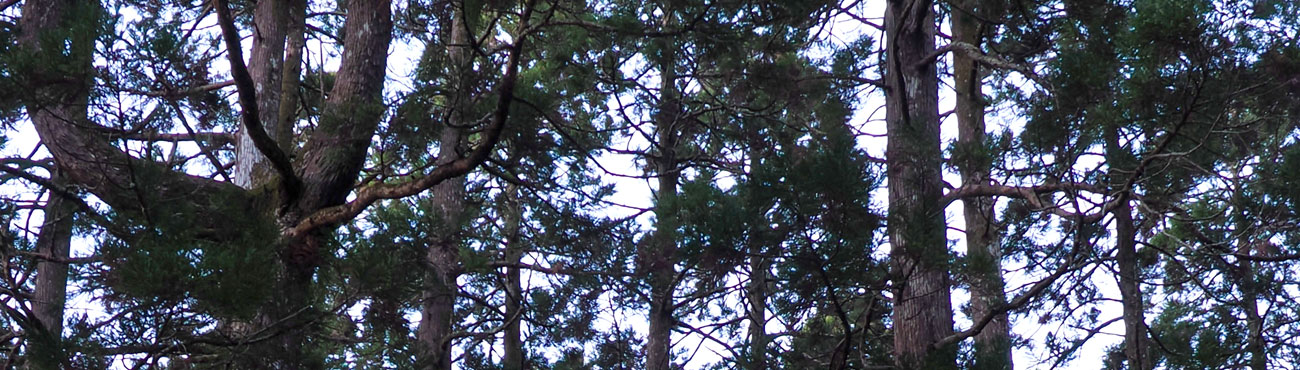 A cedar forest
